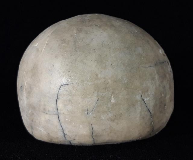 Echinocorys scutata (LESKE 1778) - Bild © FossNet FossilienStore